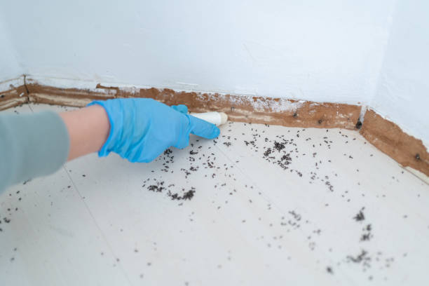 Insect Control in Cheverly, MD